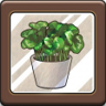 What kind of plant is coffee made from? Trophy
