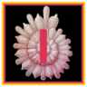 Claire's Journal Volume I Trophy