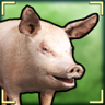 Oink! Trophy