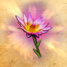 World-Class Botanist Trophy