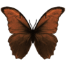 Fatal Grudge Trophy