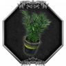 Frugalist Trophy