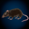 Ratcatcher Trophy