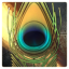 Peacock Trophy