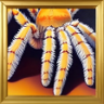 Spider Trophy