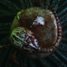 DEATH 2 Trophy
