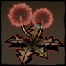 Importance of Light Trophy