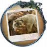 Claw-Some Pal Trophy