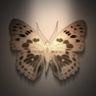 The Pact Trophy