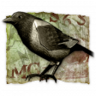 A Bird in the Hand... Trophy