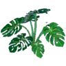 Green Paw Trophy