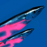 Sanma Festival Trophy