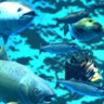 Seafood Soldier Trophy