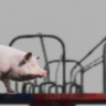 Piggy-Go-Round Trophy