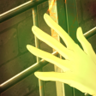 Jail-break Trophy