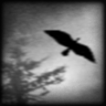 Spirits Fly Trophy