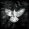 Wings of Desire Trophy