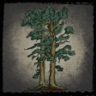 Silent woods Trophy