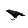 Crow single Trophy