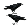 Crows double Trophy