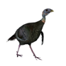 Greeenhorn Trophy