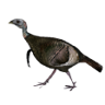 Seasoned Turkey Hunter Trophy