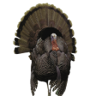 Turkey Calling Champion Trophy