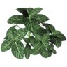 Novice Gardener Trophy