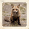 Foxy Trophy