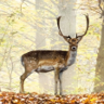 Deer Crossing Trophy