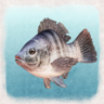 Skilled Angler Trophy