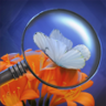 Butterfly admirer Trophy