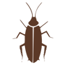 Cockroach Trophy