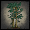 Silent woods Trophy