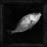 Fisherman Trophy
