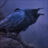 THE CROW Trophy