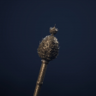 The Mountain King Trophy