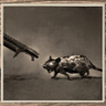Ratter Trophy