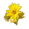 Flower Power Trophy