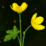 Flower Child Trophy
